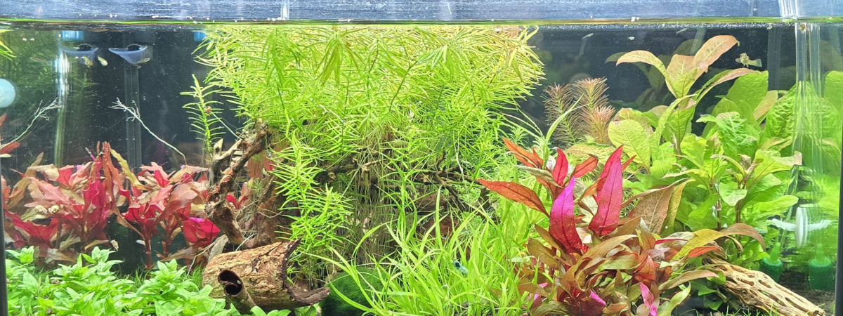 aquarium Crevettes et baby 2