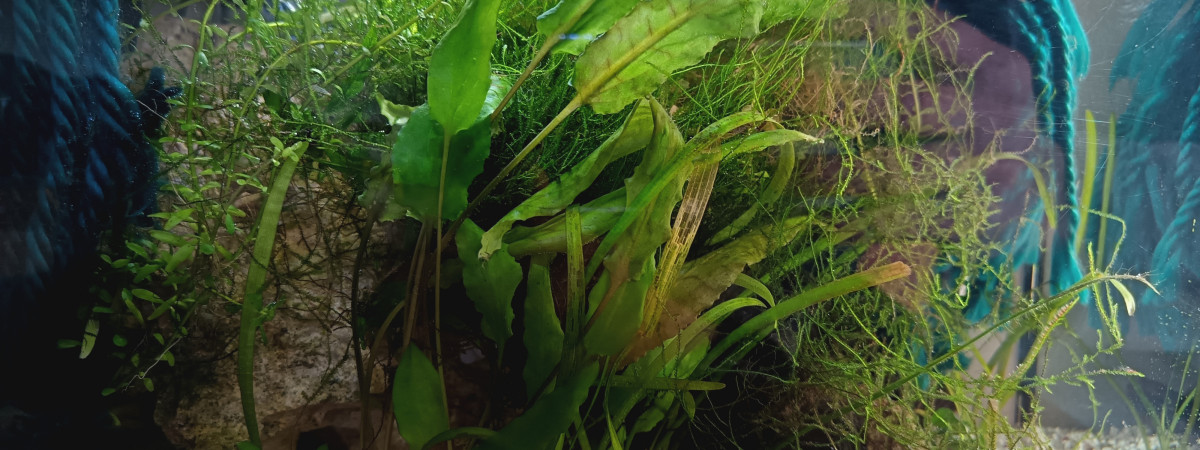 aquarium Afrique 1 aphyo austral