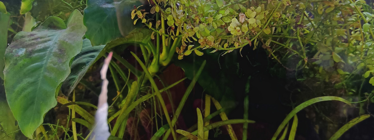 aquarium Afrique 2 aphyo Gardner