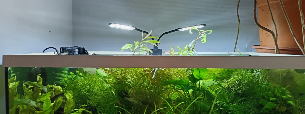 aquarium Communautaire indostomus paradoxe crevettes bleu et eppyplaty annulatus