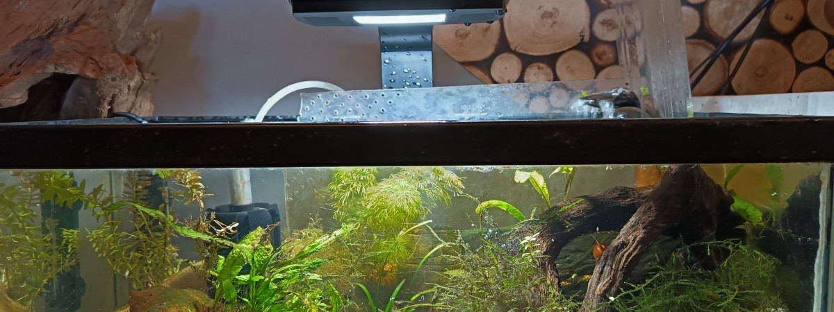 aquarium Bac crevettes PRL