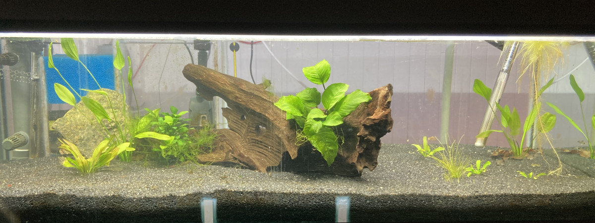 aquarium A 3 Rami