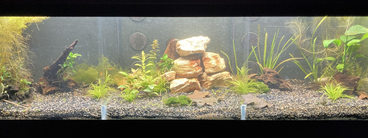 aquarium B 2 - Ecrevisses