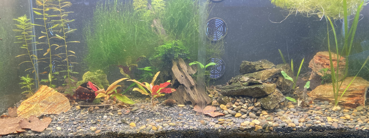 aquarium B 3 2 Ecrevisses CHERAX PULCHER parents 1