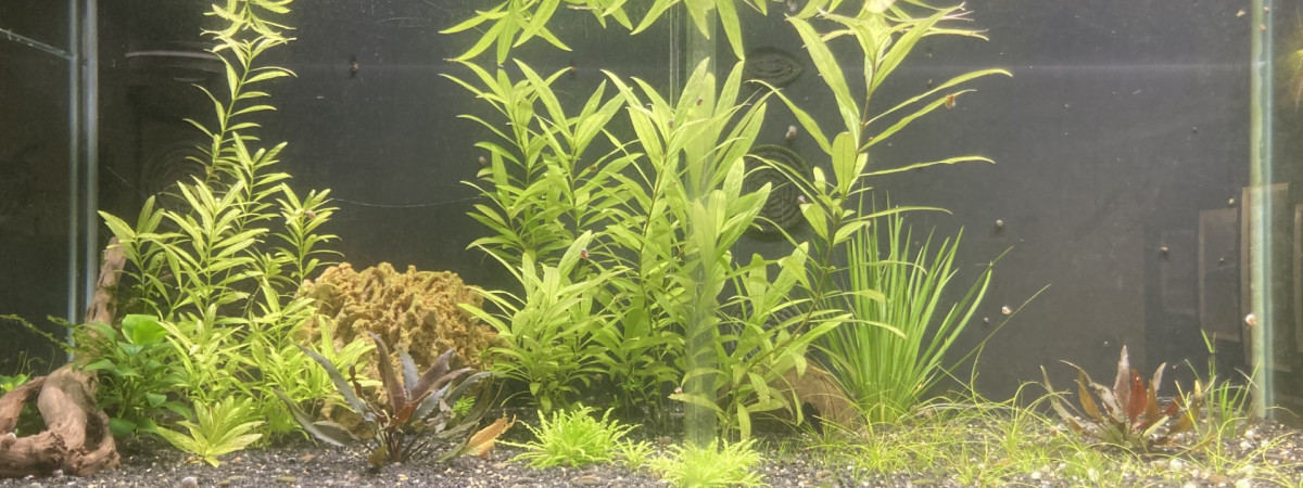 aquarium B 1 1 à venir