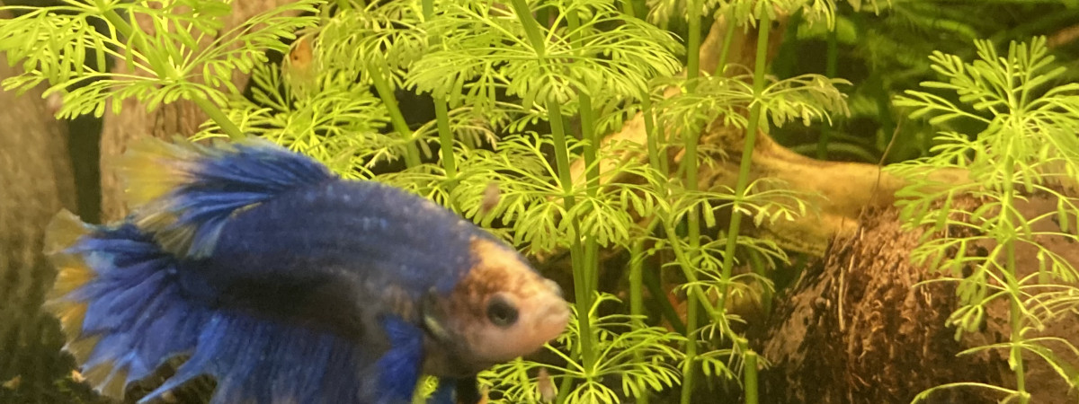 aquarium B 3 1 - couple beta splendens néocaridina orange