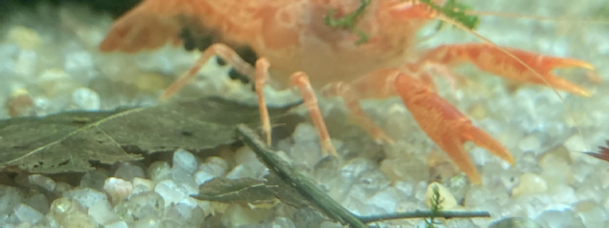 aquarium C 2 1 CPO et bloody mary