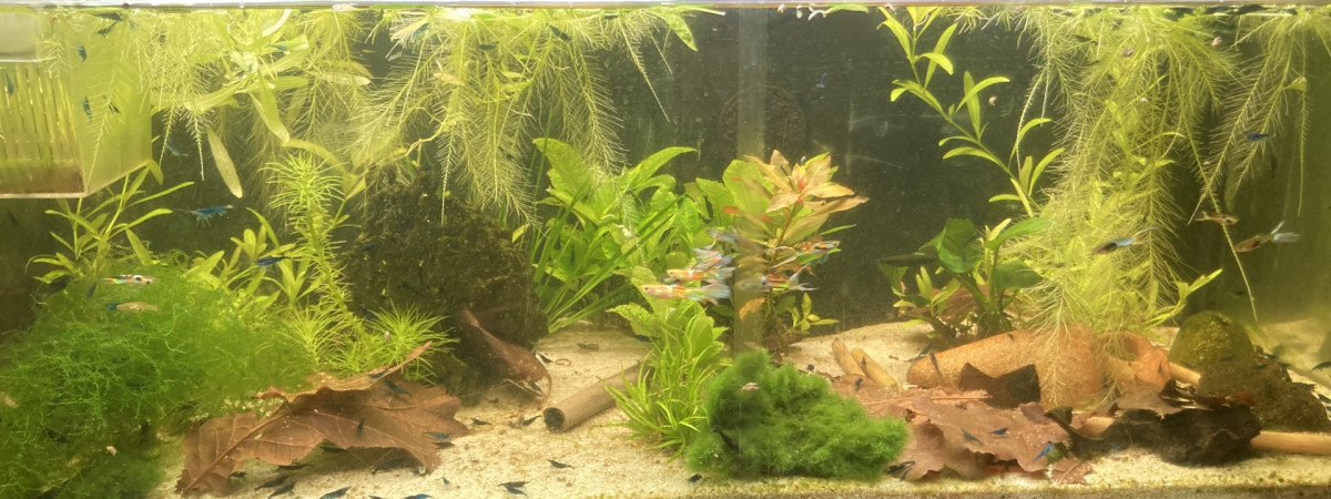aquarium C 2 2 Cherax  et blue velvet et endler M