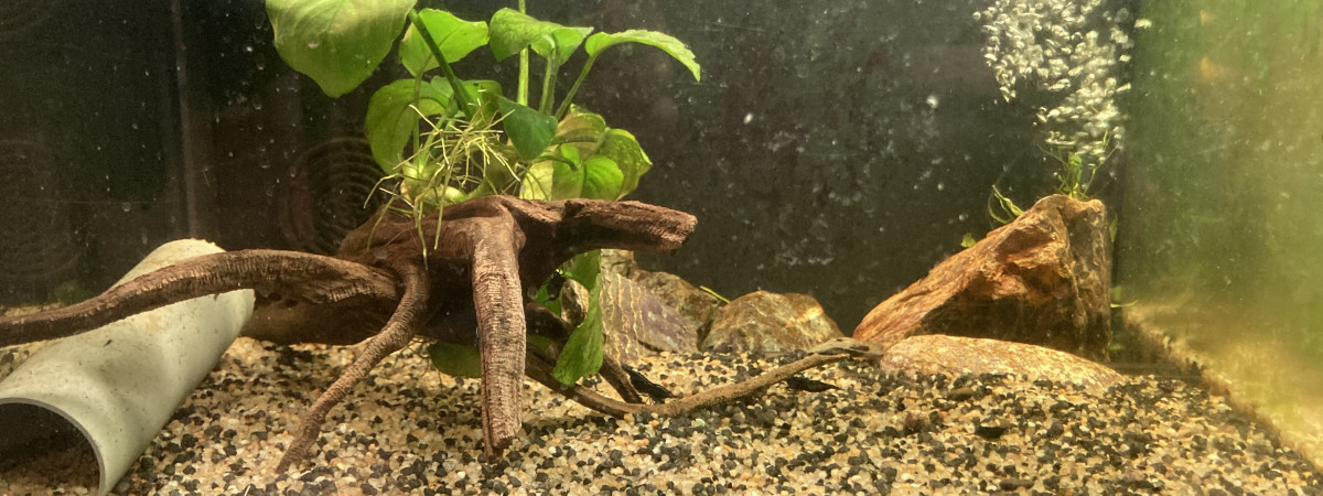 aquarium C 3 1 Cherax et neocaridina noires