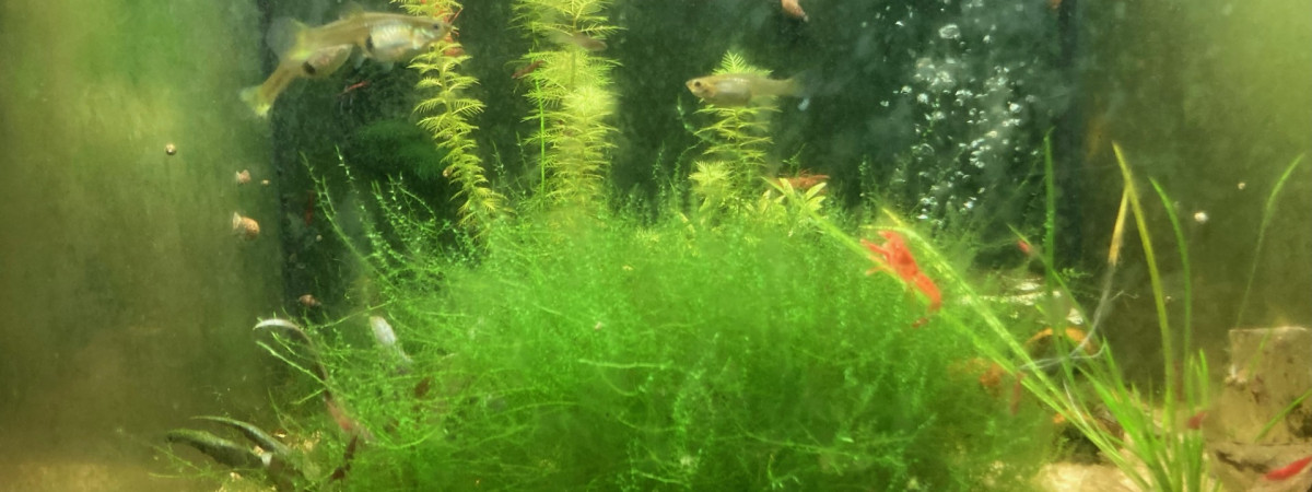 aquarium C 3 2 Endler repro CPO Bloody mary