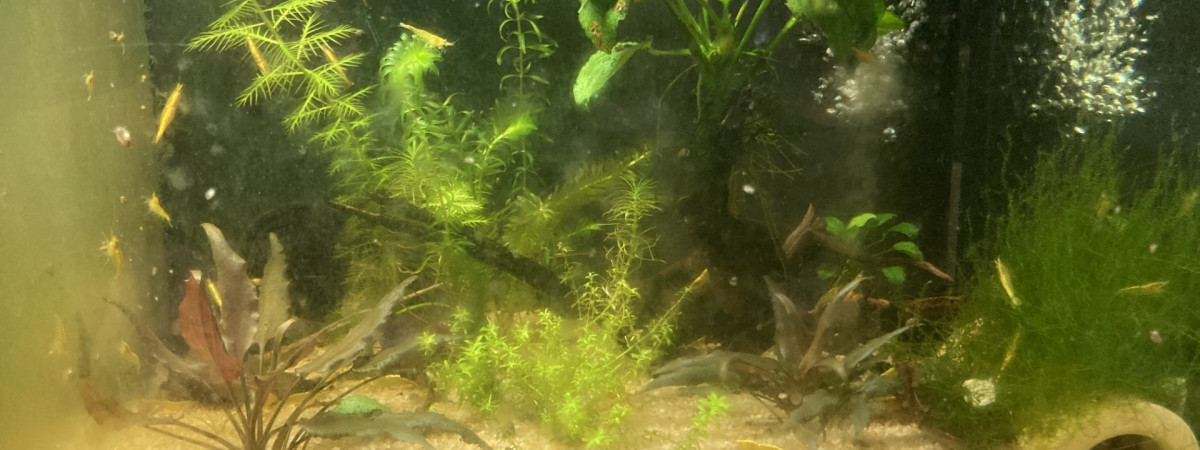 aquarium C 3 3 Neocaridina Yellow neon