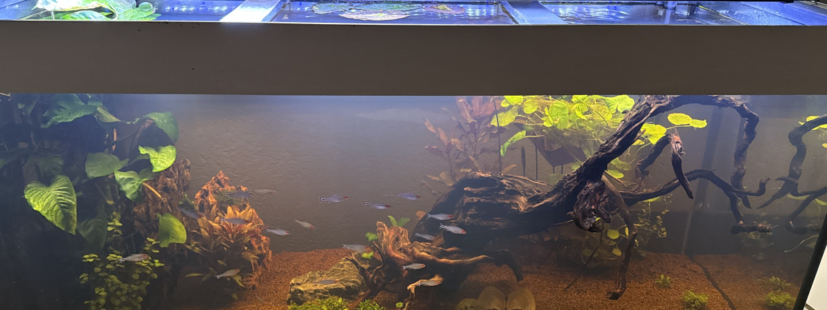 aquarium Testarium