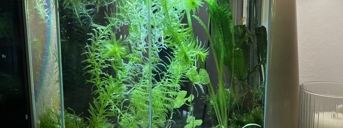 aquarium Crevettes walstad