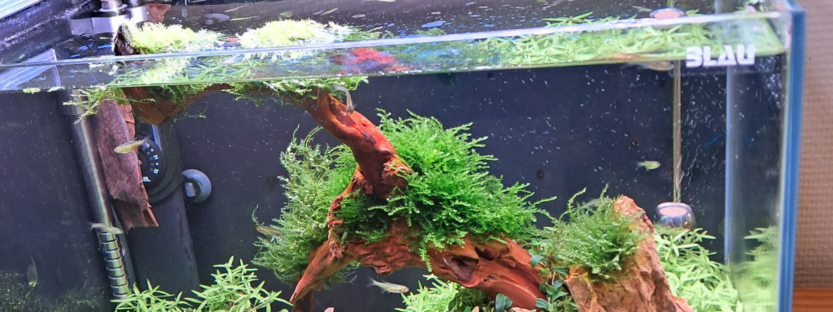 aquarium MON NANO