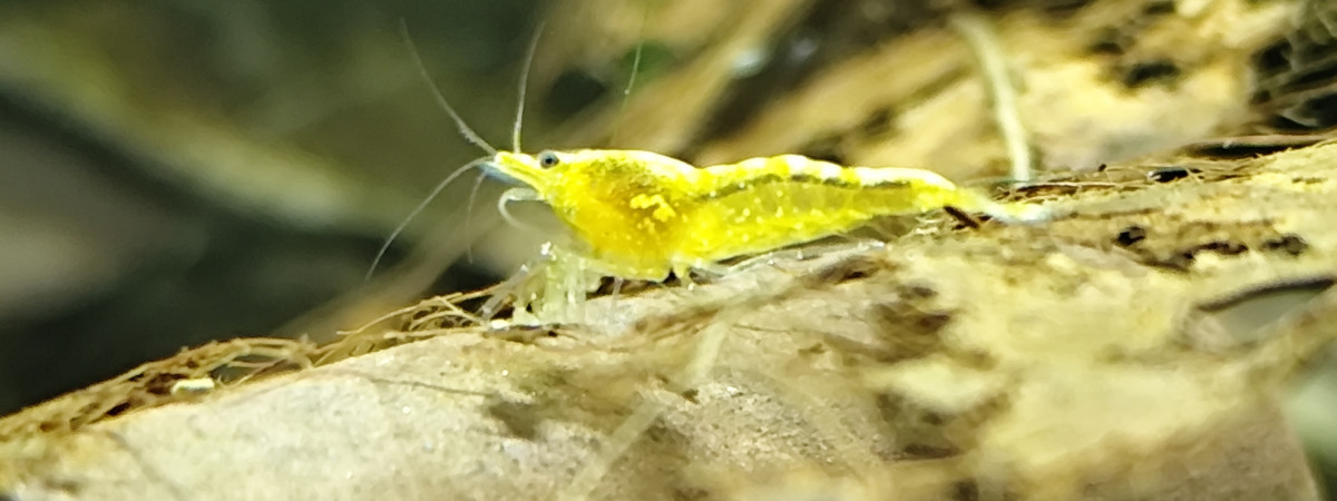aquarium Aquarium neocaridina yellow néon fire