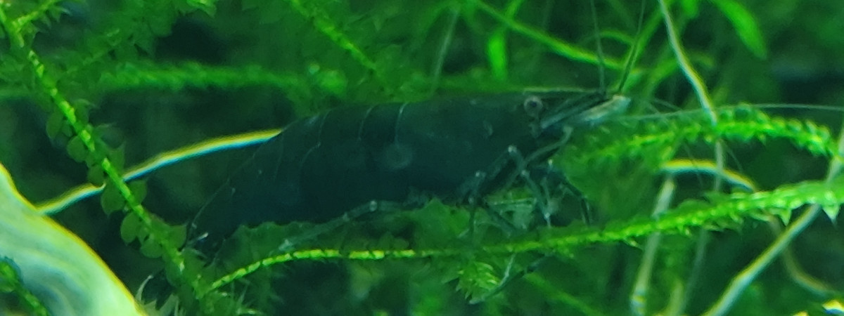 aquarium Aquarium spé green jade