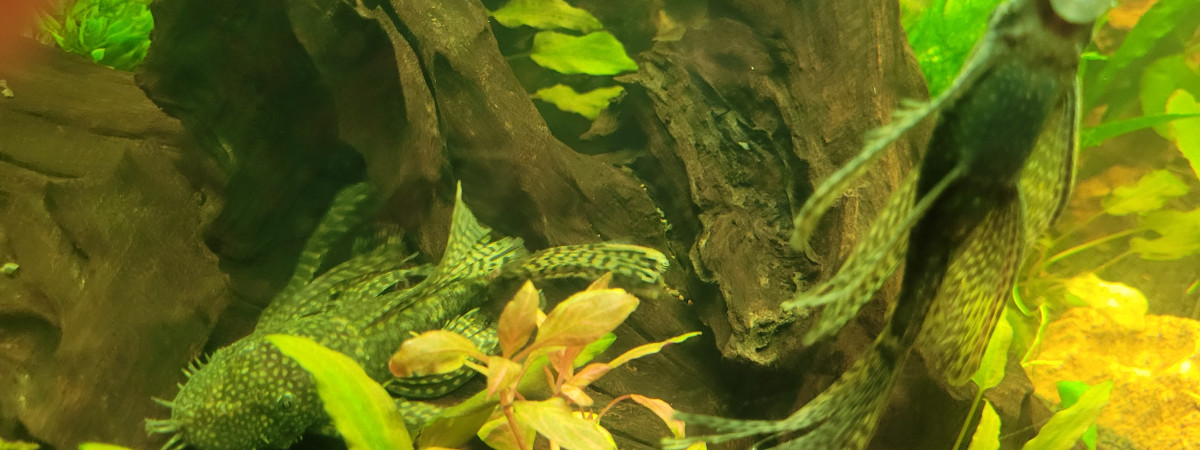 aquarium AQUABRESSOLS