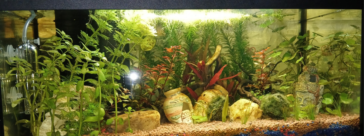 aquarium 60 litres