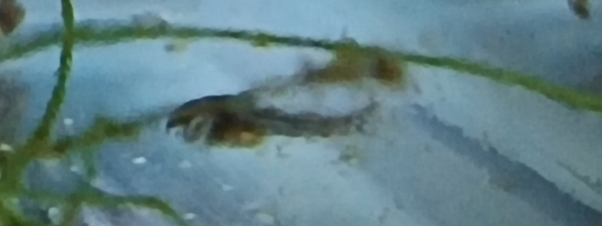 aquarium Alevins