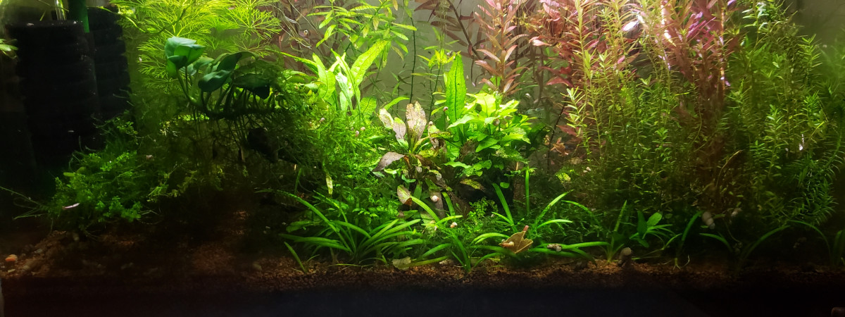aquarium ciano 60