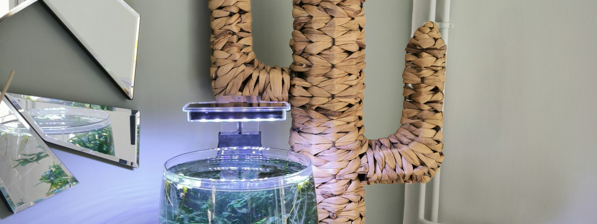 aquarium Vase low tech