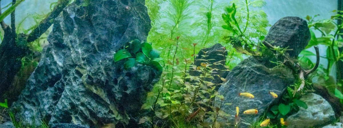 aquarium Aquarium pour crevettes Neocaridina davidi Sakura et Tanichthys albonubes doré
