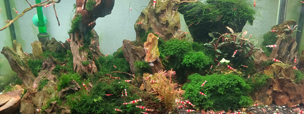 aquarium Crystal Red