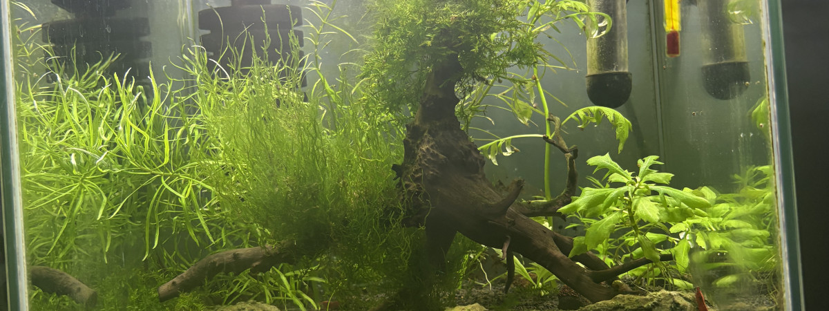 aquarium Aqua crevette