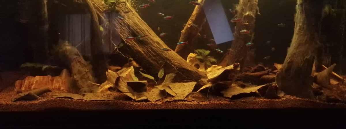 aquarium Biotop Asiatique