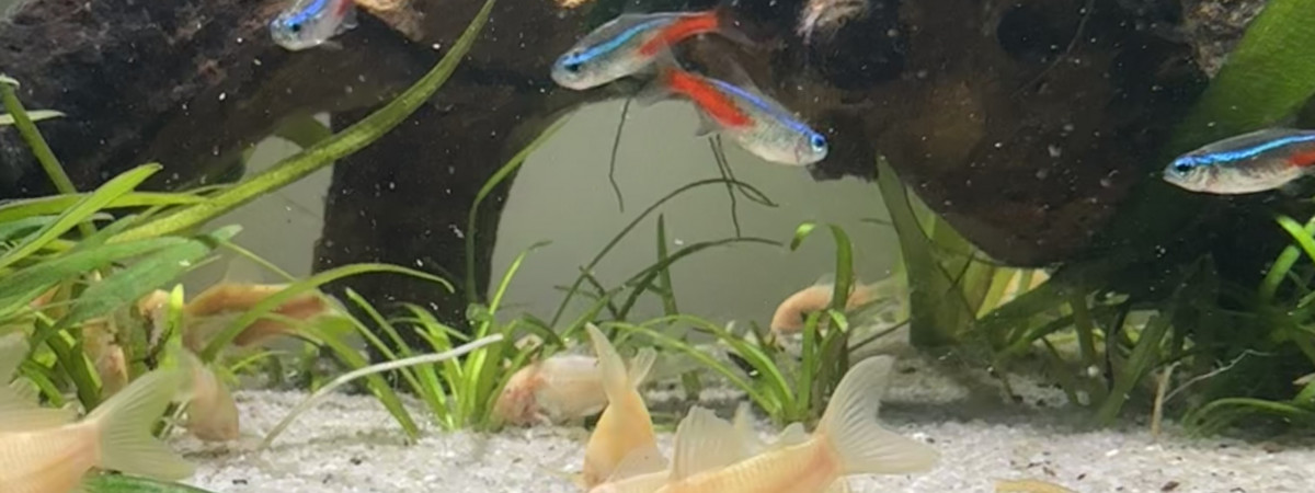 aquarium Communautaire 1
