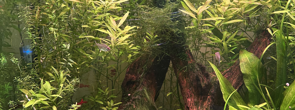 aquarium Communautaire 2