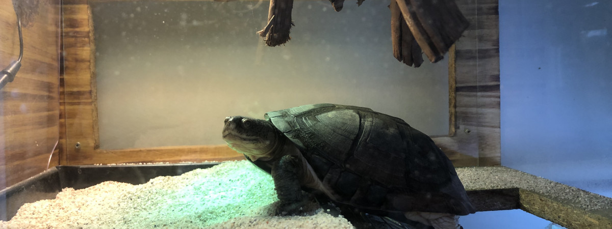aquarium Tortue Pelomedusa