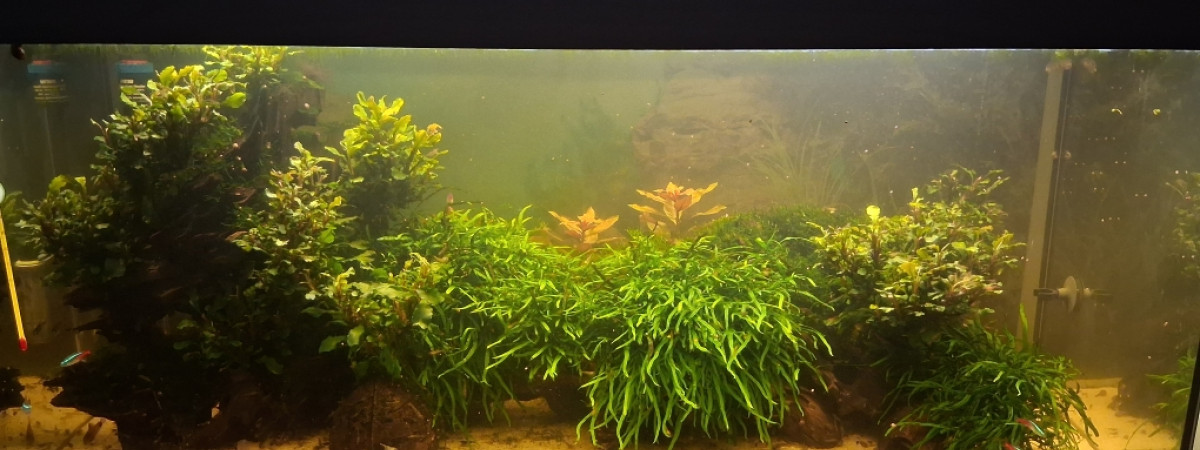 aquarium Black water