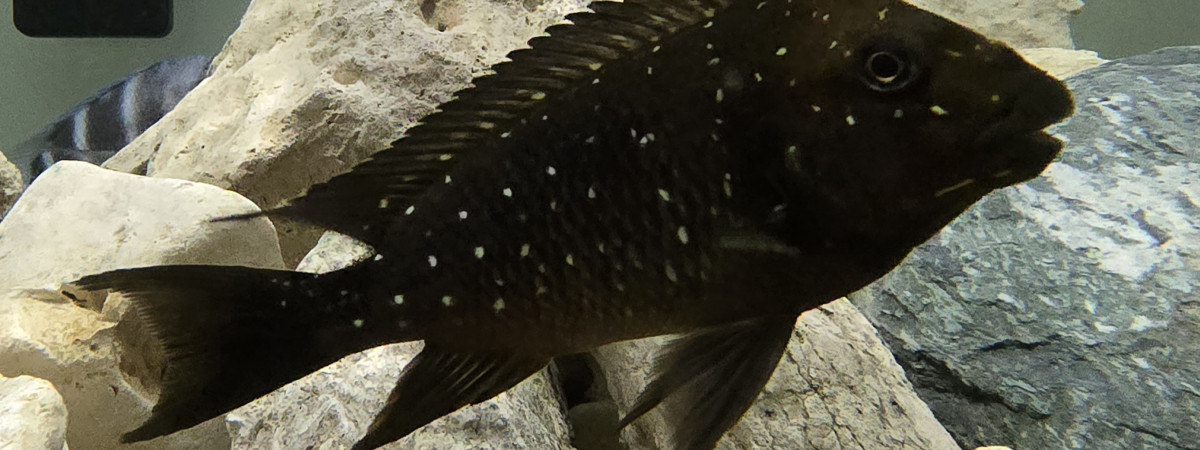 aquarium Tanganyika 1400l