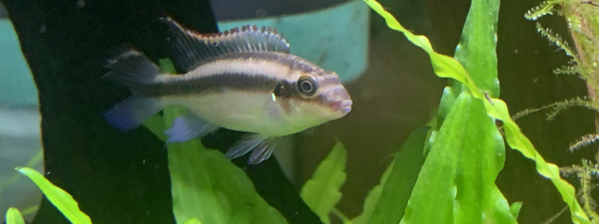 aquarium Pulcher