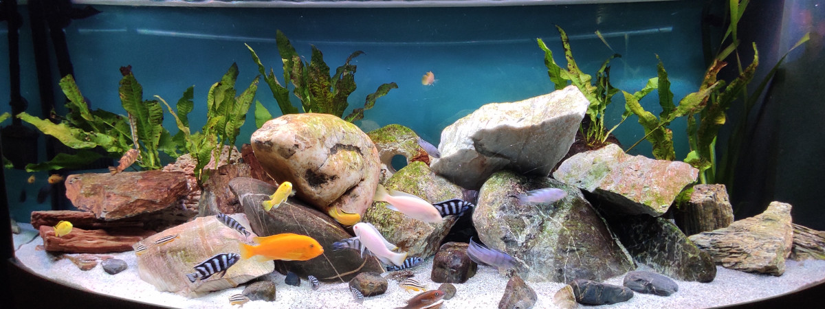aquarium Cichlides Malawi mbuna