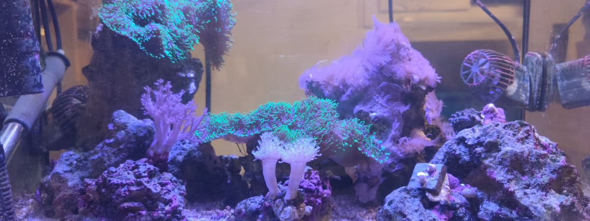 aquarium Pico Reef 30L 50x25x25
