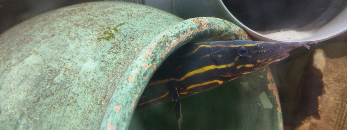 aquarium Clementine est une tres belle Masta cembellus