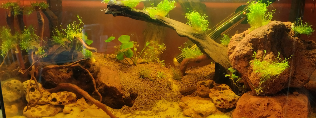 aquarium Aquascap