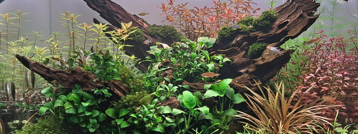 aquarium 96 litres