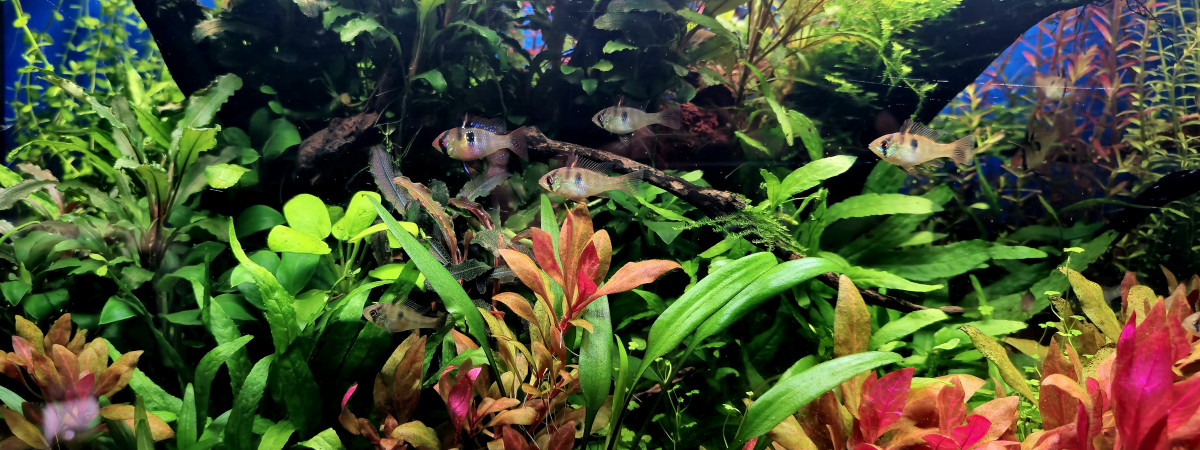 aquarium Aquarium a