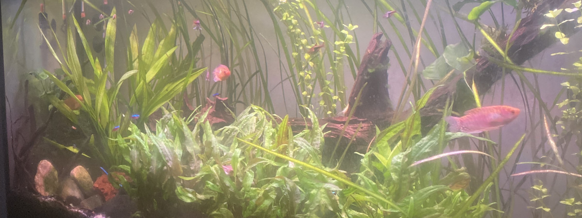 aquarium Aquadodo