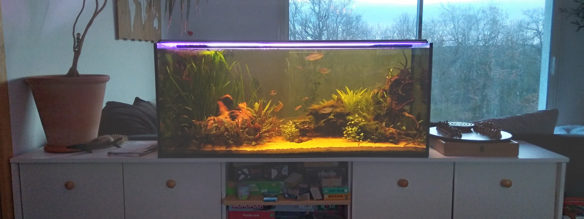 aquarium Bac asiatique 240l