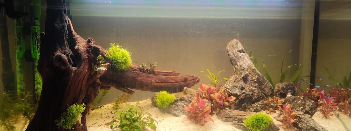 aquarium 1er