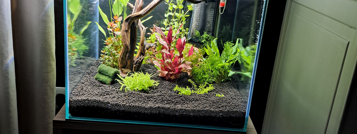 aquarium Patrick