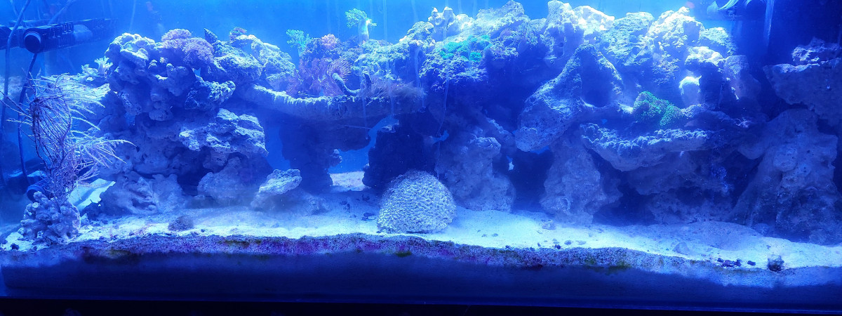 aquarium Récifal 520L