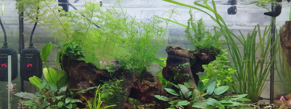 aquarium Bac galaxy
