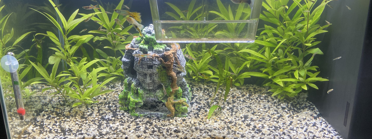 aquarium Aquarium guppy