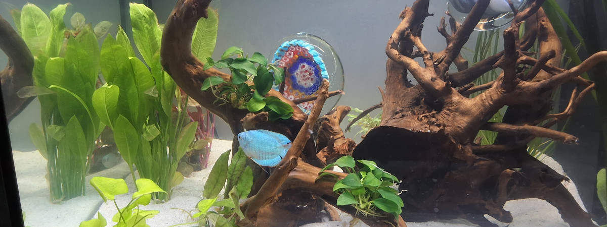 aquarium Bubulle 1er