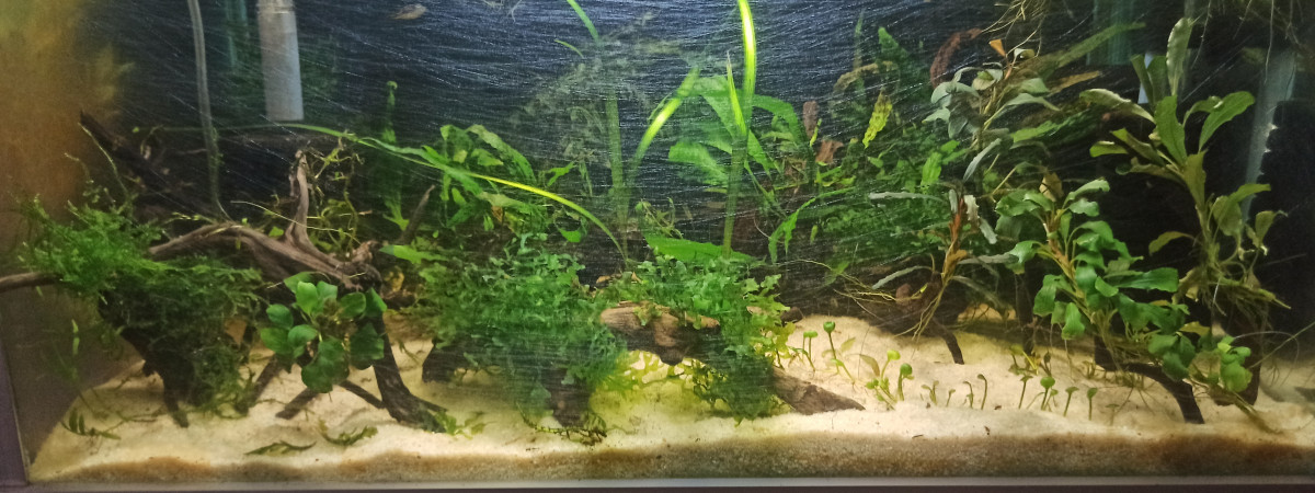 aquarium Aquarium Carinotetraodon travancoricus